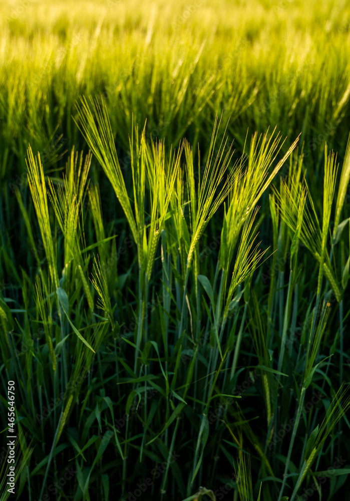 Young green barley growing in agricultural field in spring. Unripe cereals. The concept of agriculture, organic food. Barleys sprout growing in soil. Close up on sprouting barley in sunset. Young green barley growing in agricultural field in spring. Unripe cereals. The concept of agriculture, organic food. Barleys sprout growing in soil. Close up on sprouting barley in sunset.