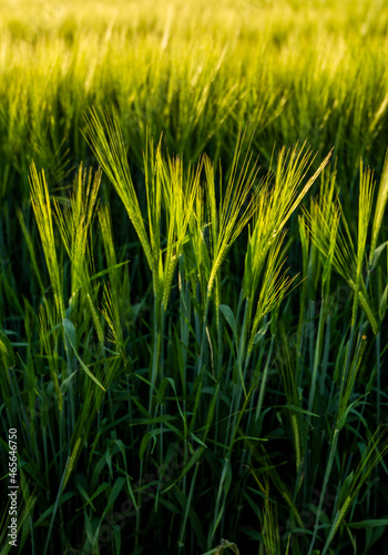 Young green barley growing in agricultural field in spring. Unripe cereals. The concept of agriculture  organic food. Barleys sprout growing in soil. Close up on sprouting barley in sunset.