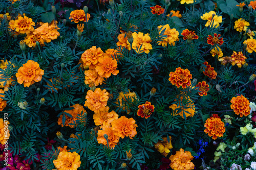 Top view of colourful flower bed
