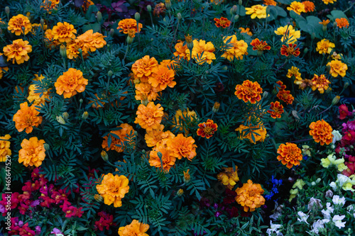 Top view of colourful flower bed