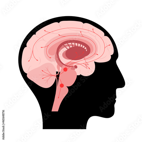 Serotonin pathway in brain