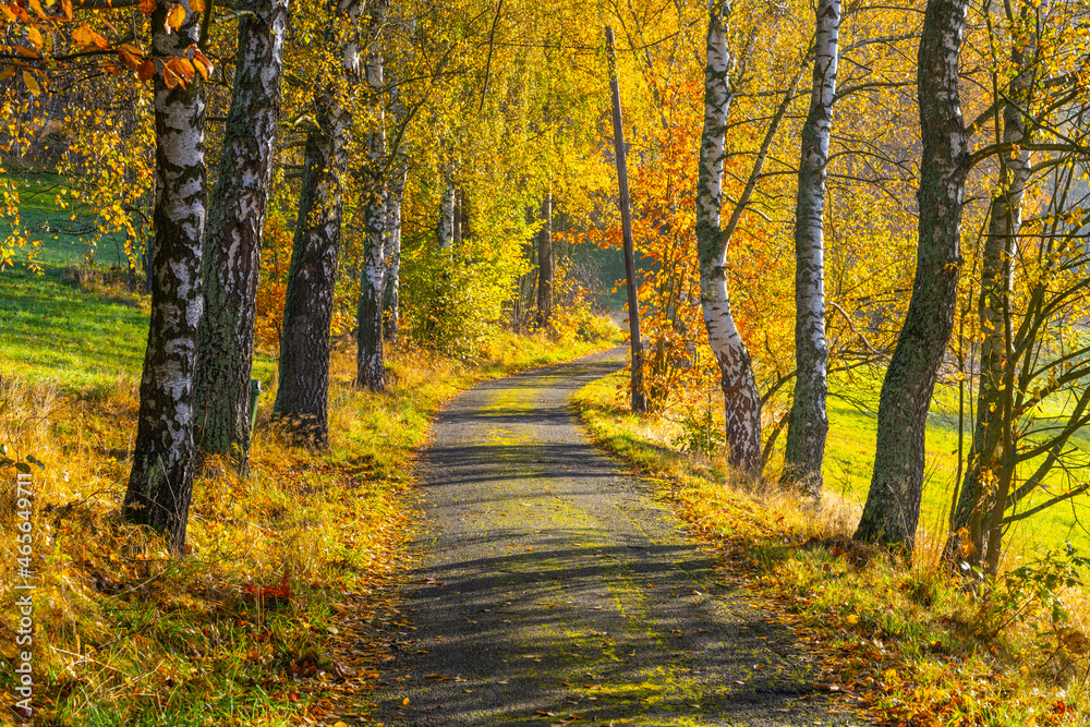 Narrow rural asphalt road in autumn time