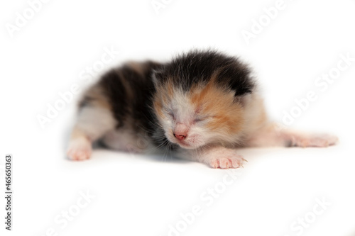 Mehrfarbiges Kätzchen, eine Woche alt mit weißem Hintergrund