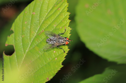 calliphora vicina fly macro photo photo