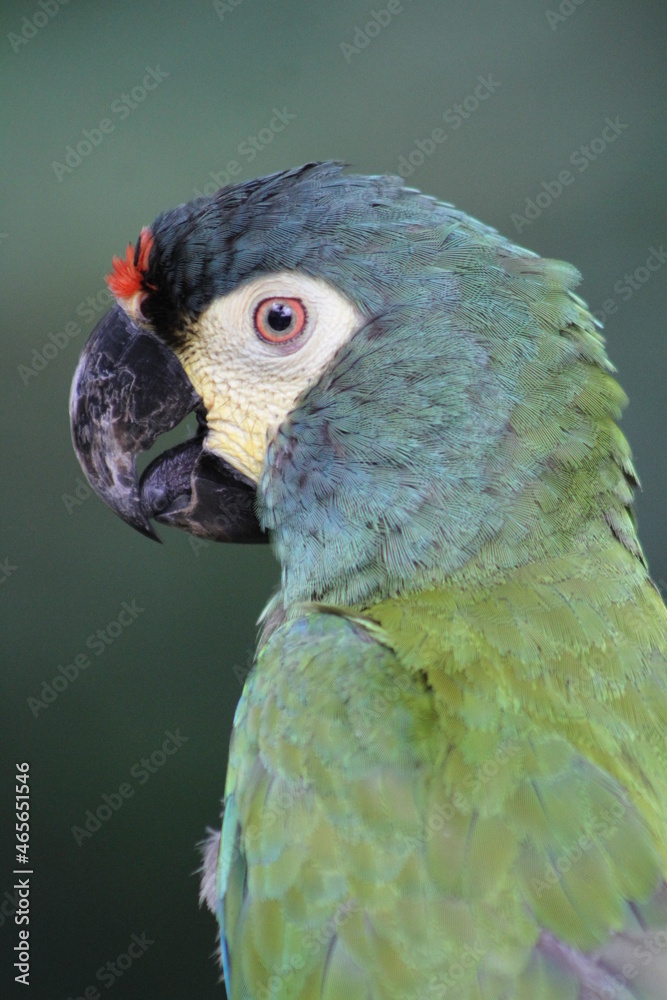 Fototapeta premium Bird found on the edges of forests in the region of Maranhão. beautiful parrot species