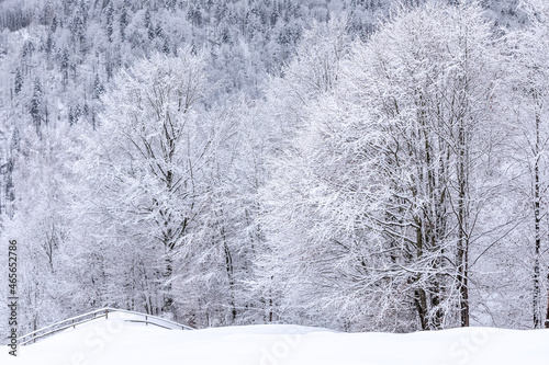 Landscape on winter day. Forest. Meadow covered with frost trees in the snowdrifts. Christmas wonderland. Snowy wallpaper background. Nature scenery. Location place the Carpathian, Ukraine, Europe.