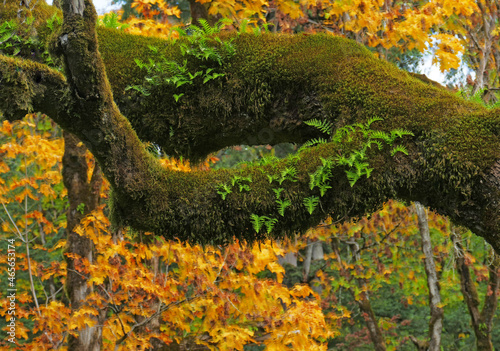 Moss  Ferns   Fall Color -  Sword ferns are growing out of the moss covered branches of this maple tree
