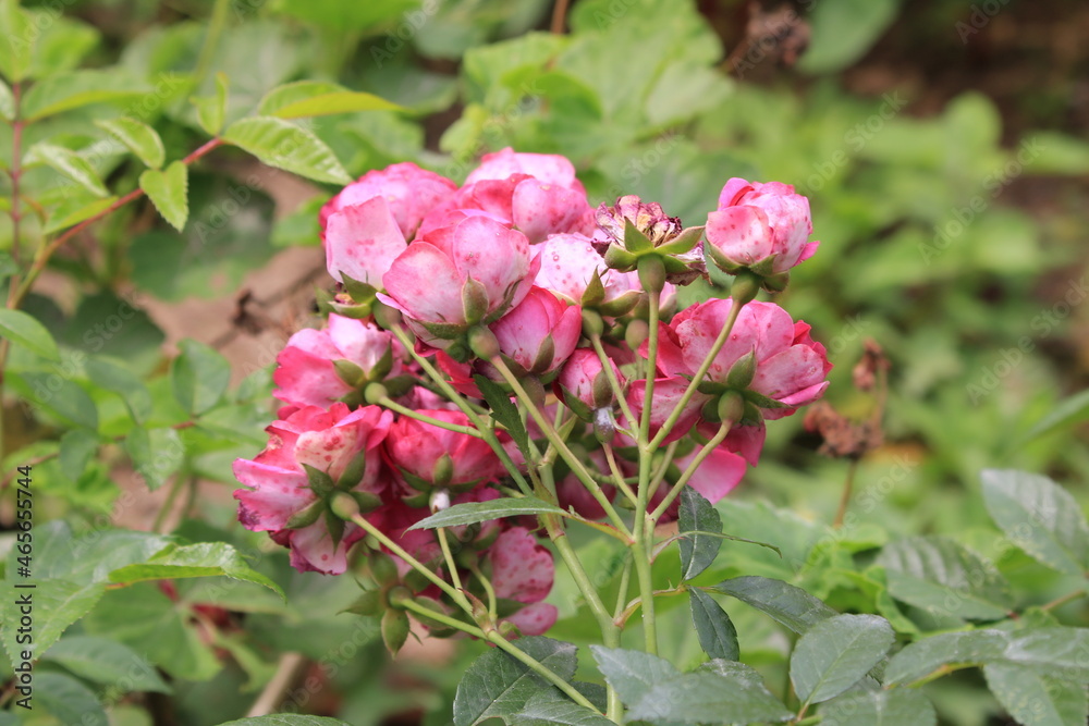 flowers in a garden