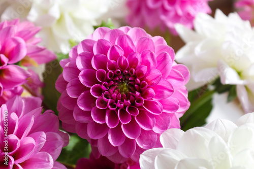 Beautiful bouquet of pink and white pompom dahlias close-up. Floral background