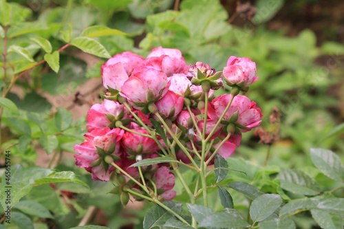 flowers in a garden