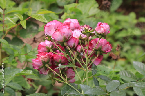 flowers in a garden