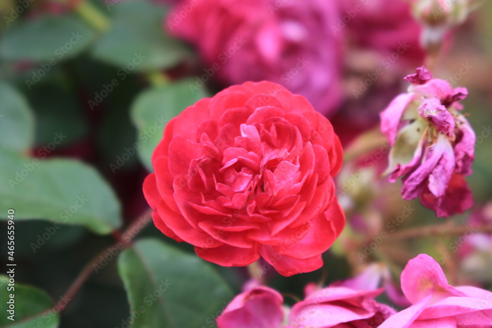 pink flowers in the garden