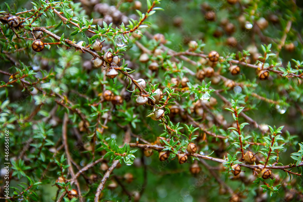 Detail of wet manuka fruit capsules and branches after the rain
