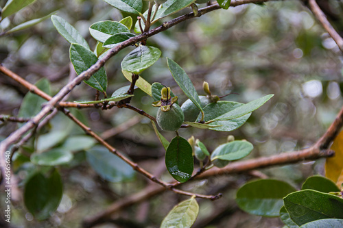 Close up of a feijoa tree with green ripe feijoa fruits and leaves