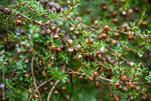 Detail of wet manuka fruit capsules and branches after the rain photo