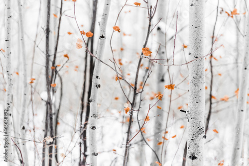 Fall foliage in Colorado after a snow storm