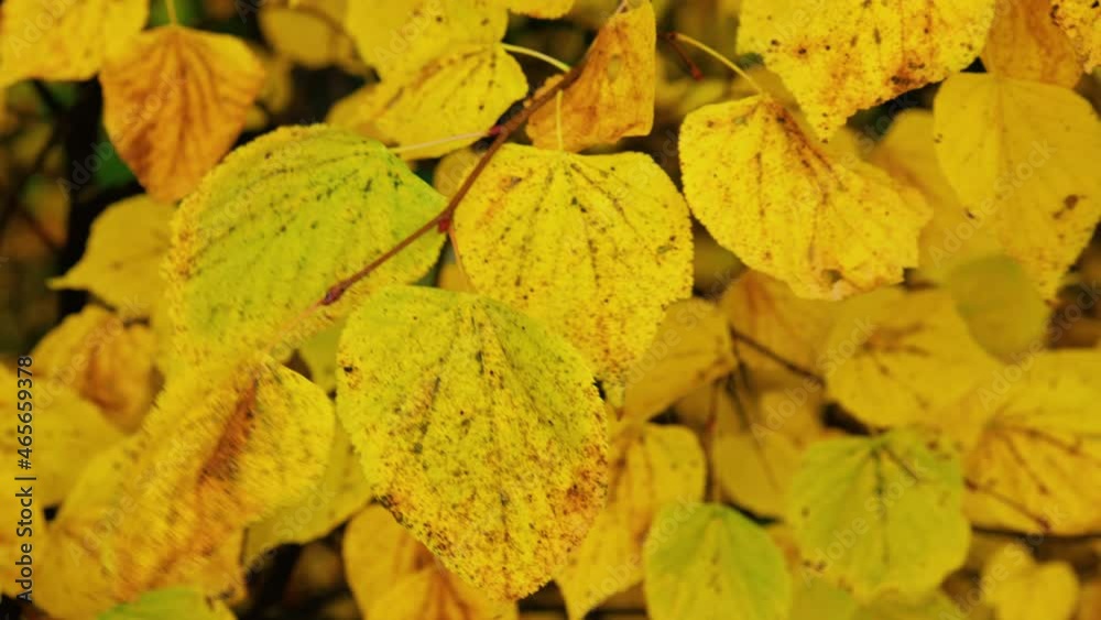 yellow leaves swaying in the wind on an autumn afternoon yellow leaves swaying in the wind on an autumn afternoon