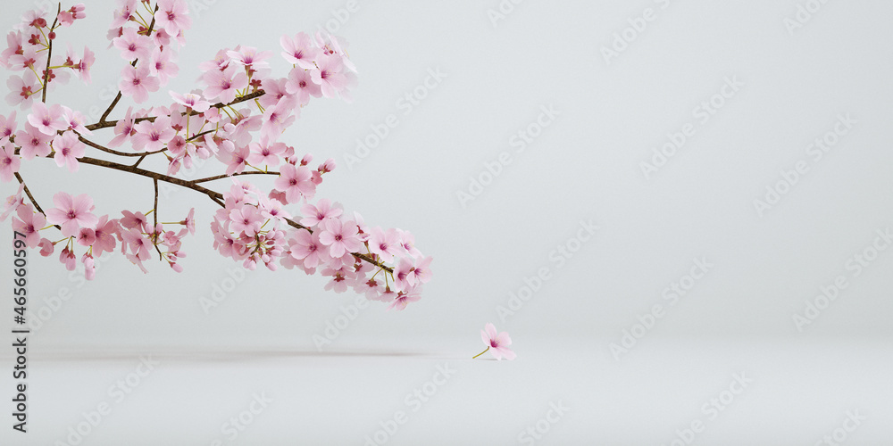 Obraz premium japanese style minimal cherry blossom white background for product presentation. 3d rendering illustration.