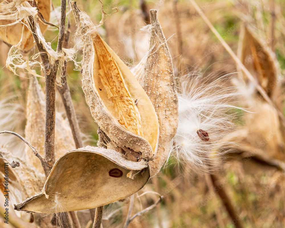 Wild milkweed (Asclepias) gone to seed in the fall. Shot in the Gaspereau Valley of Nova Scotia in October.. Wild milkweed (Asclepias) gone to seed in the fall. Shot in the Gaspereau Valley of Nova Scotia in October..