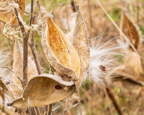 Wild milkweed (Asclepias) gone to seed in the fall.  Shot in the Gaspereau Valley of Nova Scotia in October.. photo