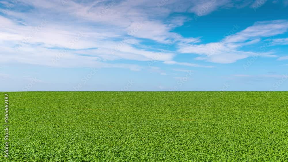 Green flowery Field Crops Farming Time lapse Green flowery Field Crops Farming Time lapse