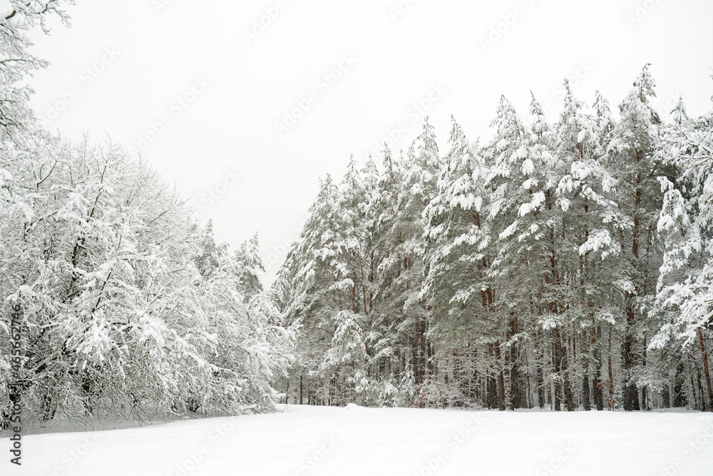 Fototapeta premium Beautiful view of snow covered forest. Rime ice and hoar frost covering trees. Chilly winter day. Winter landscape near Vilnius, Lithuania.