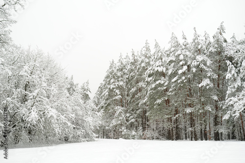Beautiful view of snow covered forest. Rime ice and hoar frost covering trees. Chilly winter day. Winter landscape near Vilnius, Lithuania.