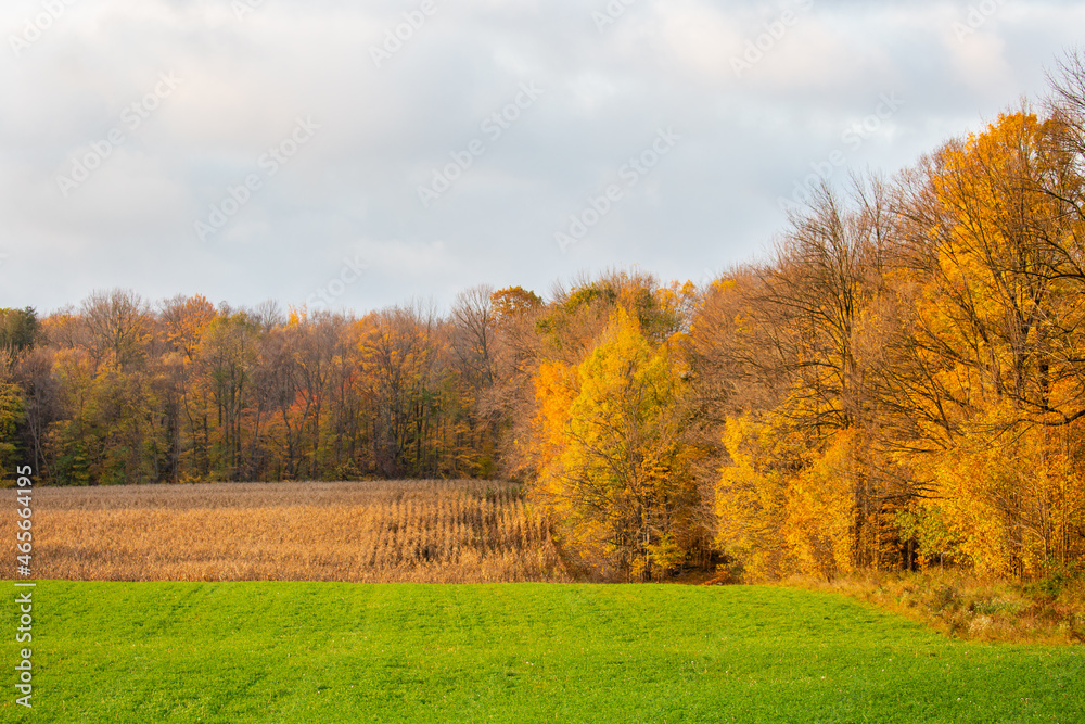Central Wisconsin farmland with hay, a cornfield and a colorful forest in autumn