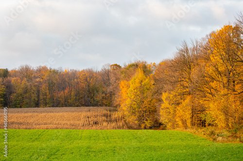 Central Wisconsin farmland with hay  a cornfield and a colorful forest in autumn