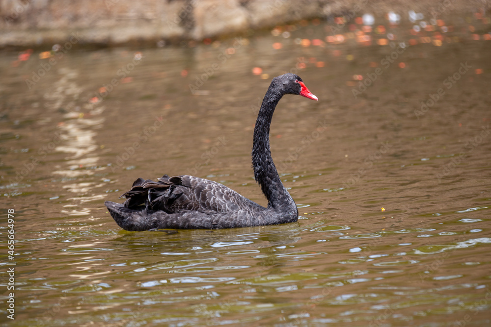 Fototapeta premium Majestic black swan swimming in calm lake