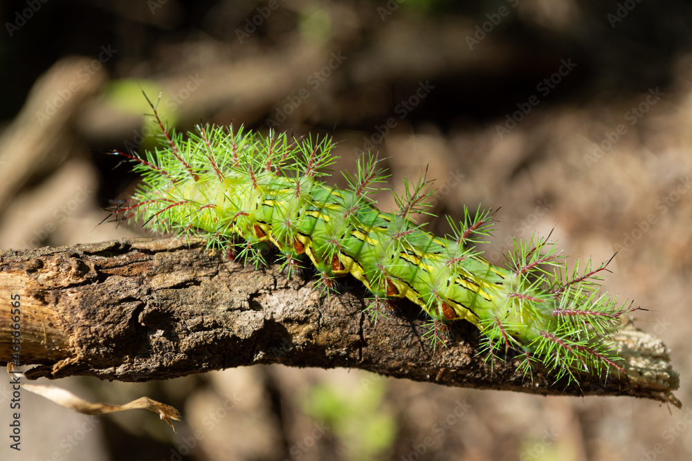 Naklejka premium gusano