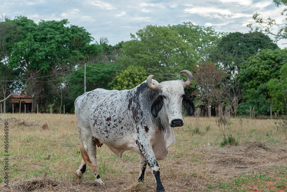 Φωτογραφία Gyr ox walking in the pasture of a farm in the countryside of Brazil