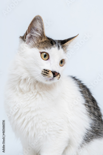 Gato de olhos verdes em fundo branco