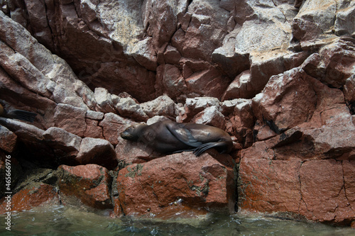 Sea lion sleeping on a rock Palomino island Peru photo