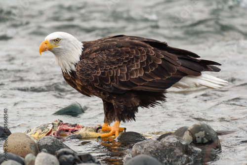 Mature bald eagle in close profile standing on a partially eaten chum salmon photo