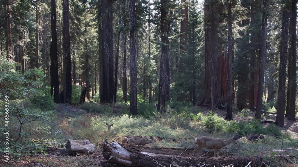 A family of deer grazing on a background of giant sequoias A family of deer grazing on a background of giant sequoias