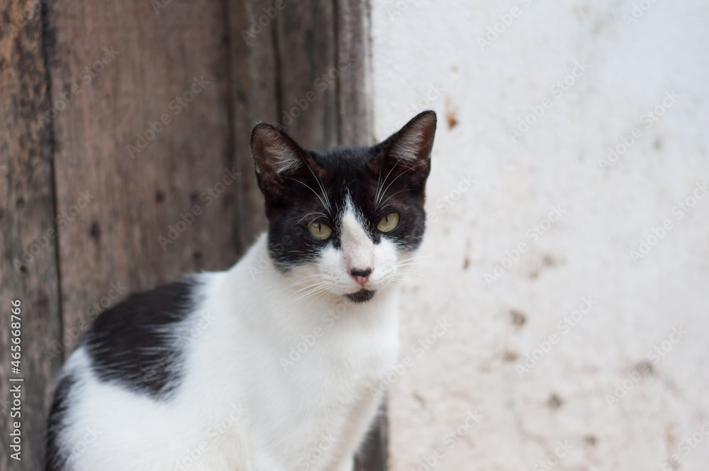 black and white cat