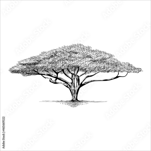 acaccia tree on artline black and white for illustration
