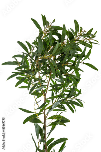 Acacia Melanoxylon photo