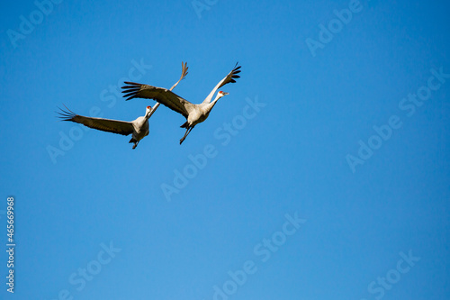 Pair of Sandhill Crane  Grus canadensis  flying in a blue sky