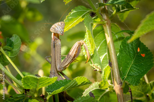 A Female Chinese Mantis (Tenodera sinensis) poses, looking back over her shoulder. Raleigh, North Carolina. photo