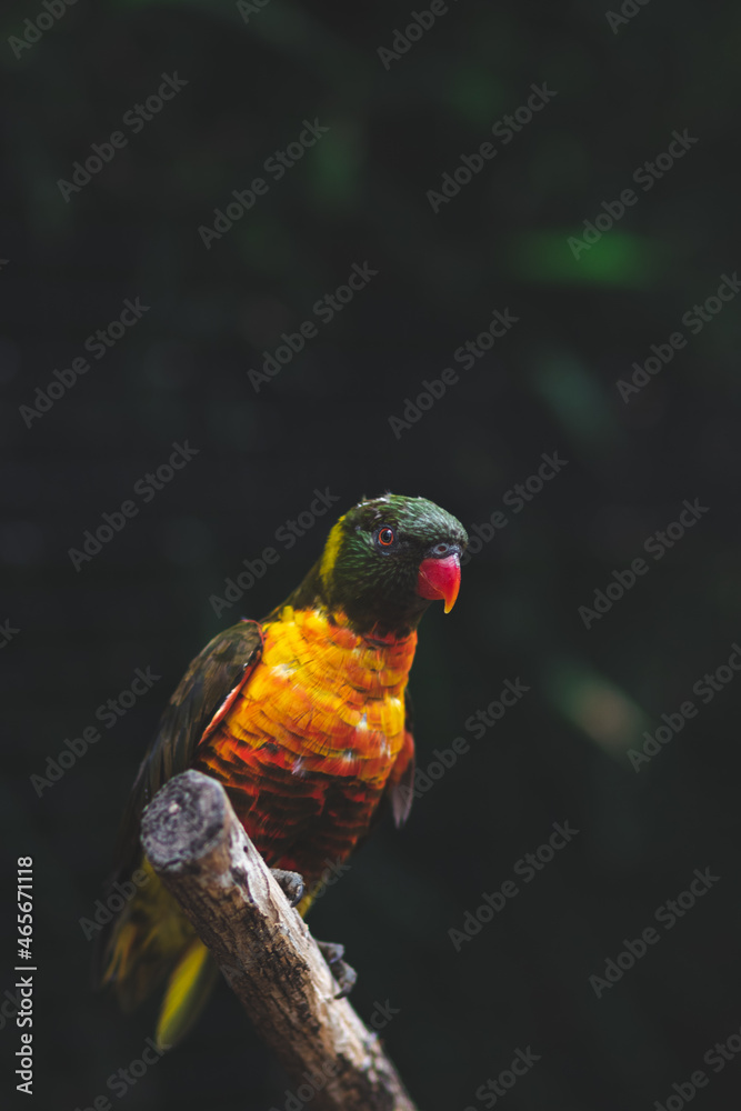 Naklejka premium Rainbow lorikeet parrot perched on tree branch.