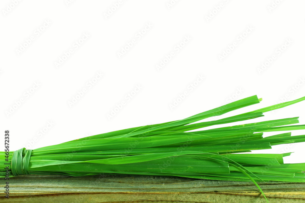 fresh lemongrass leaves in white background with copy space