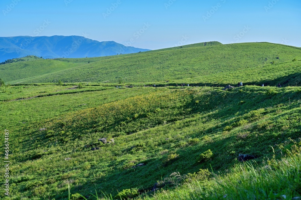 車山高原のニッコウキスゲの群生地の情景＠長野