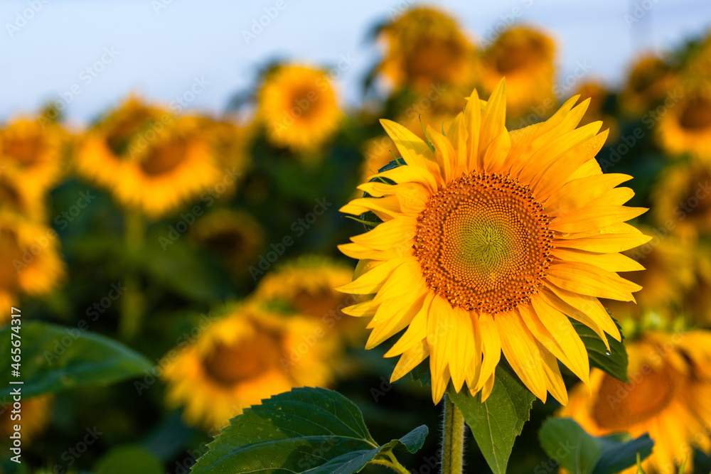 Fototapeta premium Close-up sunflower at sunset in a field. High quality photo