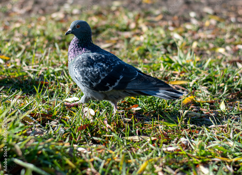 An important pigeon walks on green grass covered with yellow leaves An important pigeon walks on green grass covered with yellow leaves