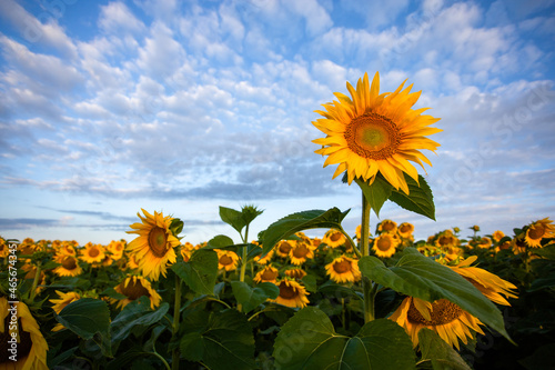 Close-up sunflower at sunset in a field. High quality photo