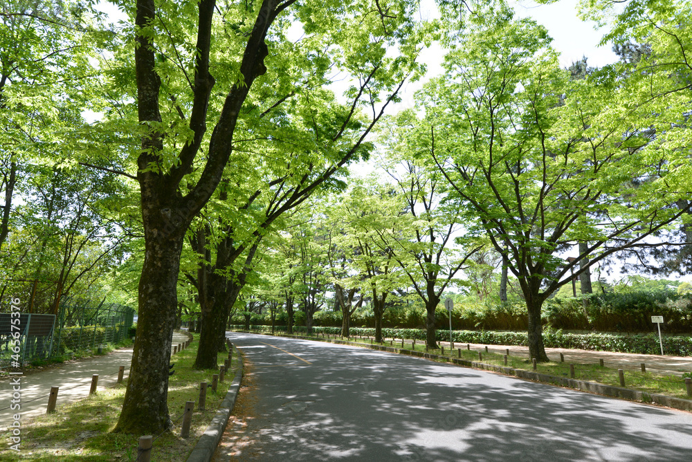 新緑の並木道