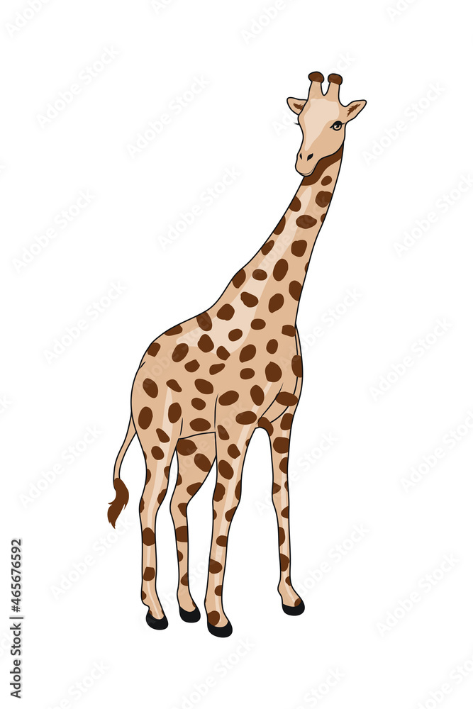 Obraz premium wild african giraffe