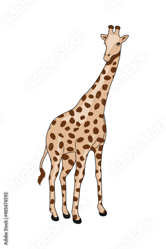 Fototapeta Naklejka Na Ścianę i Meble -  wild african giraffe